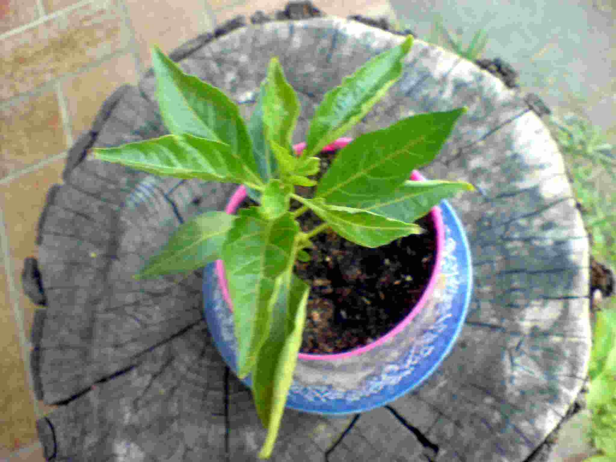 DSC01488.jpg