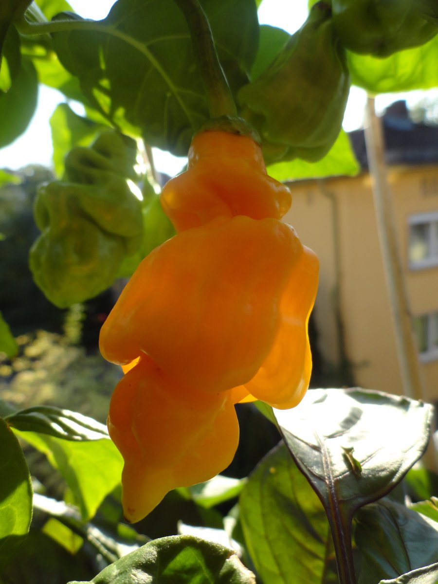 DSC04163.JPG