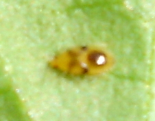 DSC05154 Parasit 2.jpg