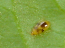 DSC05156 Parasit 2.jpg