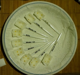 DSC07763_.jpg