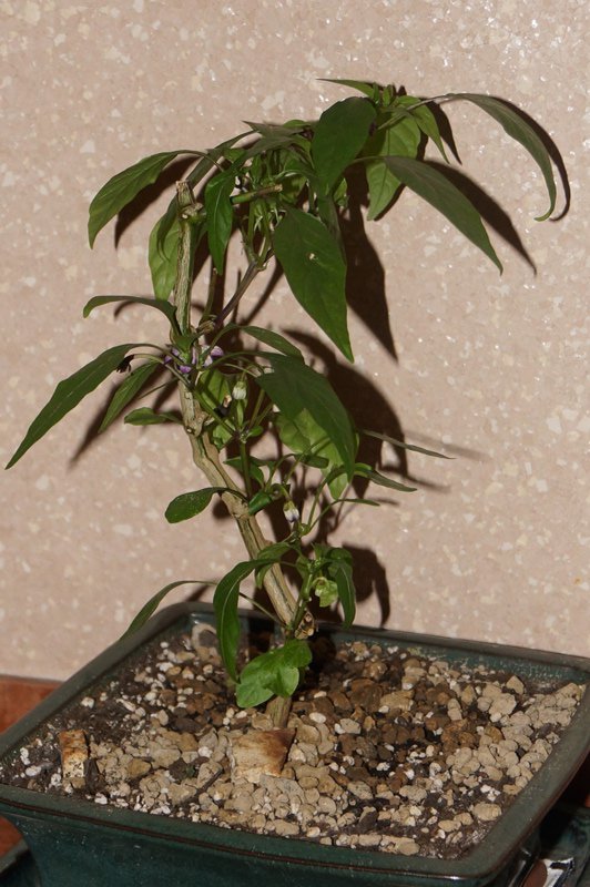 DSC08067.JPG