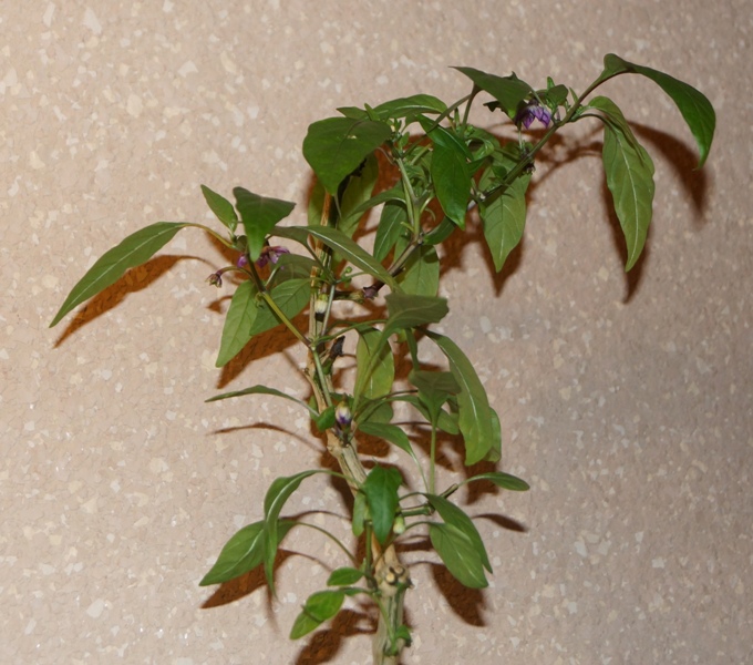 DSC08070.JPG