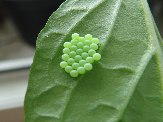 DSC09826.jpg