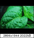 dsc_0058pqk7y.jpg