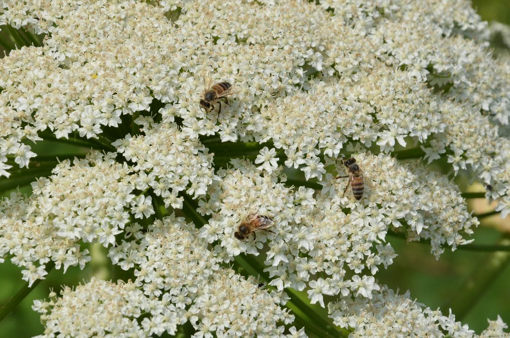 DSC_0186.jpg