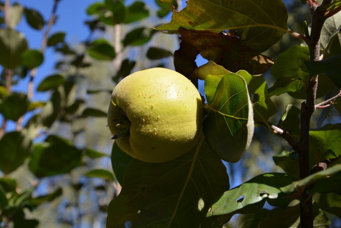 DSC_0936.JPG