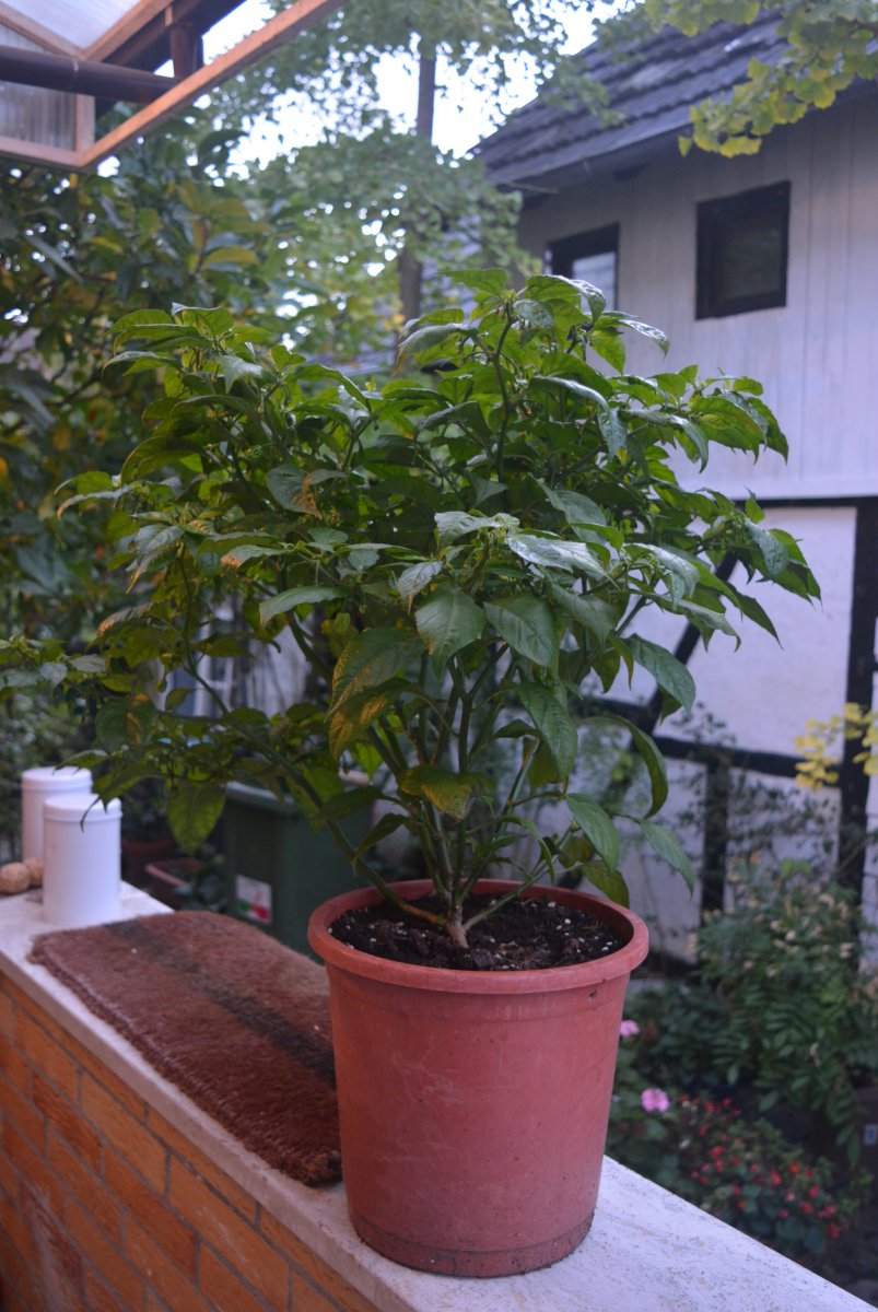 DSC_1116.JPG