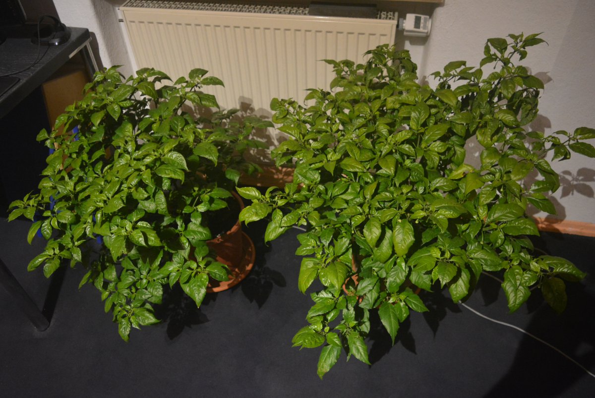 DSC_1120.JPG