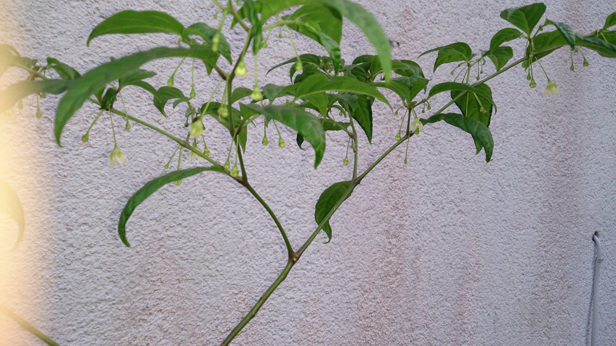 DSC_1269.JPG