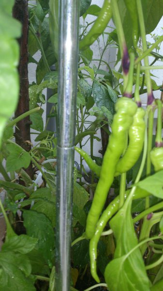 DSC_1319.jpg
