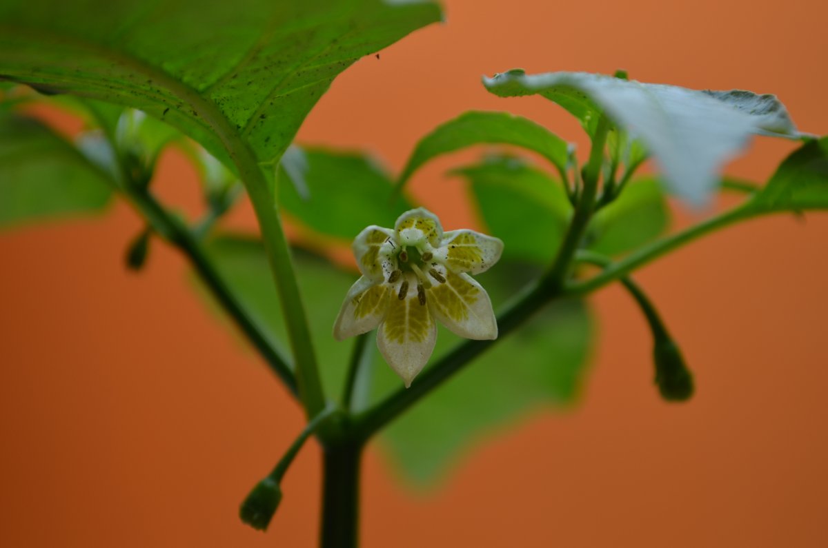 DSC_8593.JPG