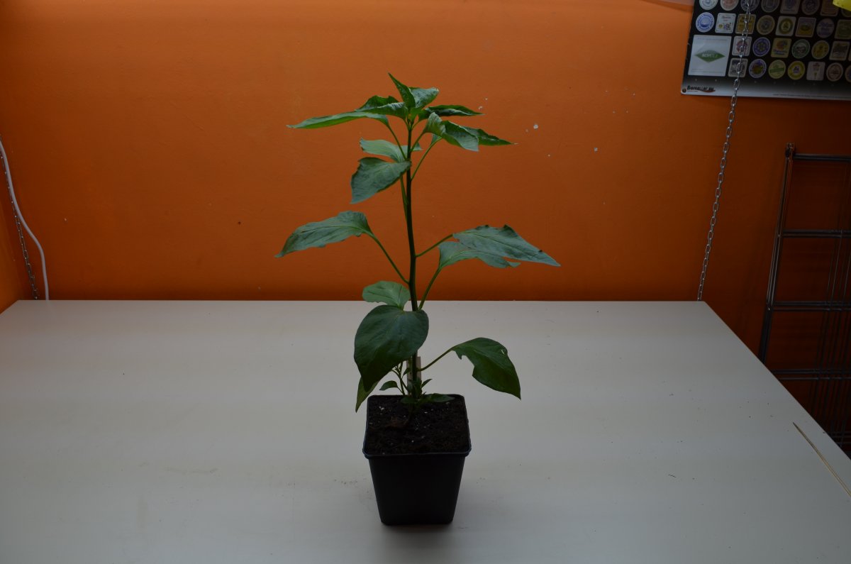DSC_8620.JPG