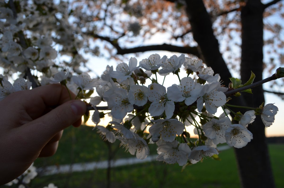 DSC_8692.JPG