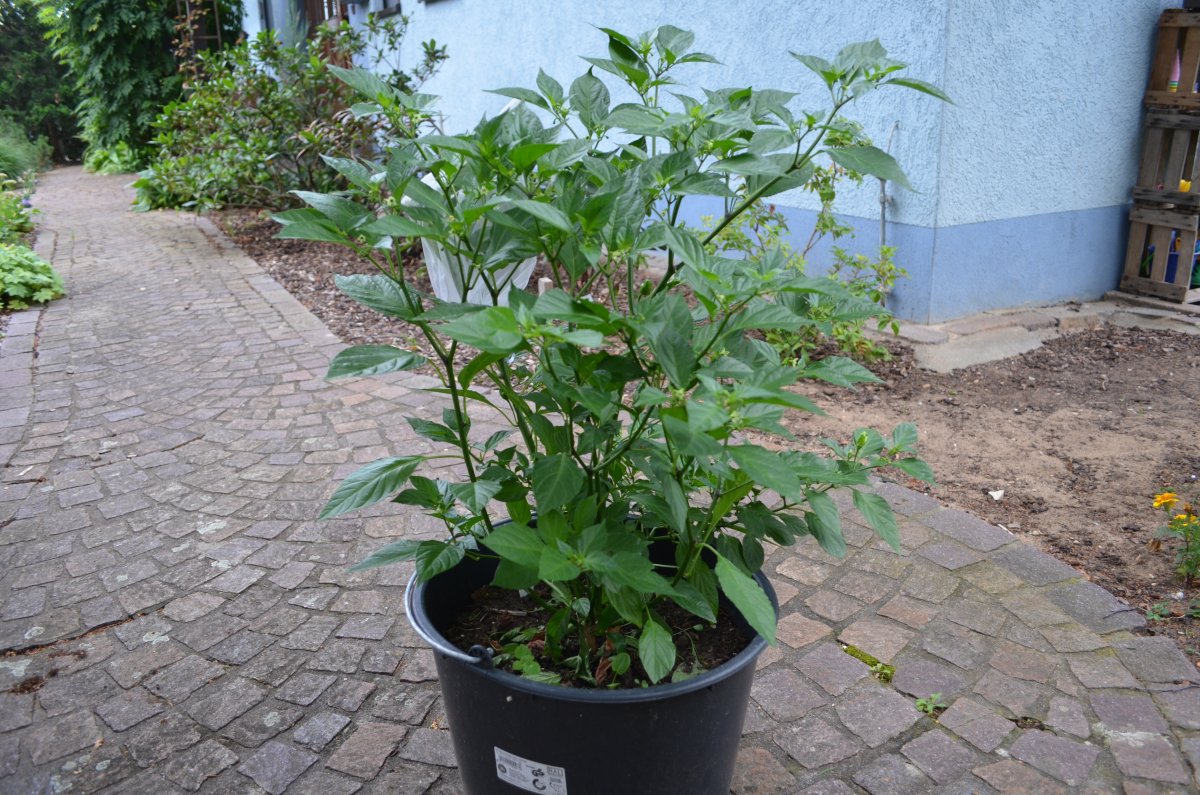 DSC_8697.JPG