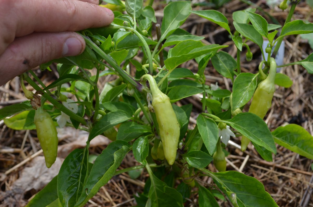 DSC_8736.JPG