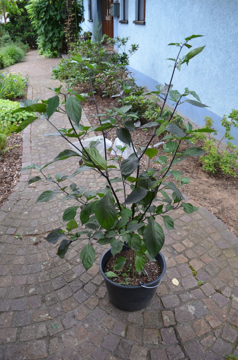 DSC_8750.JPG