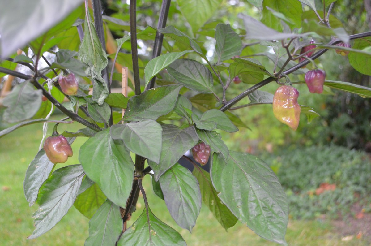 DSC_8752.JPG