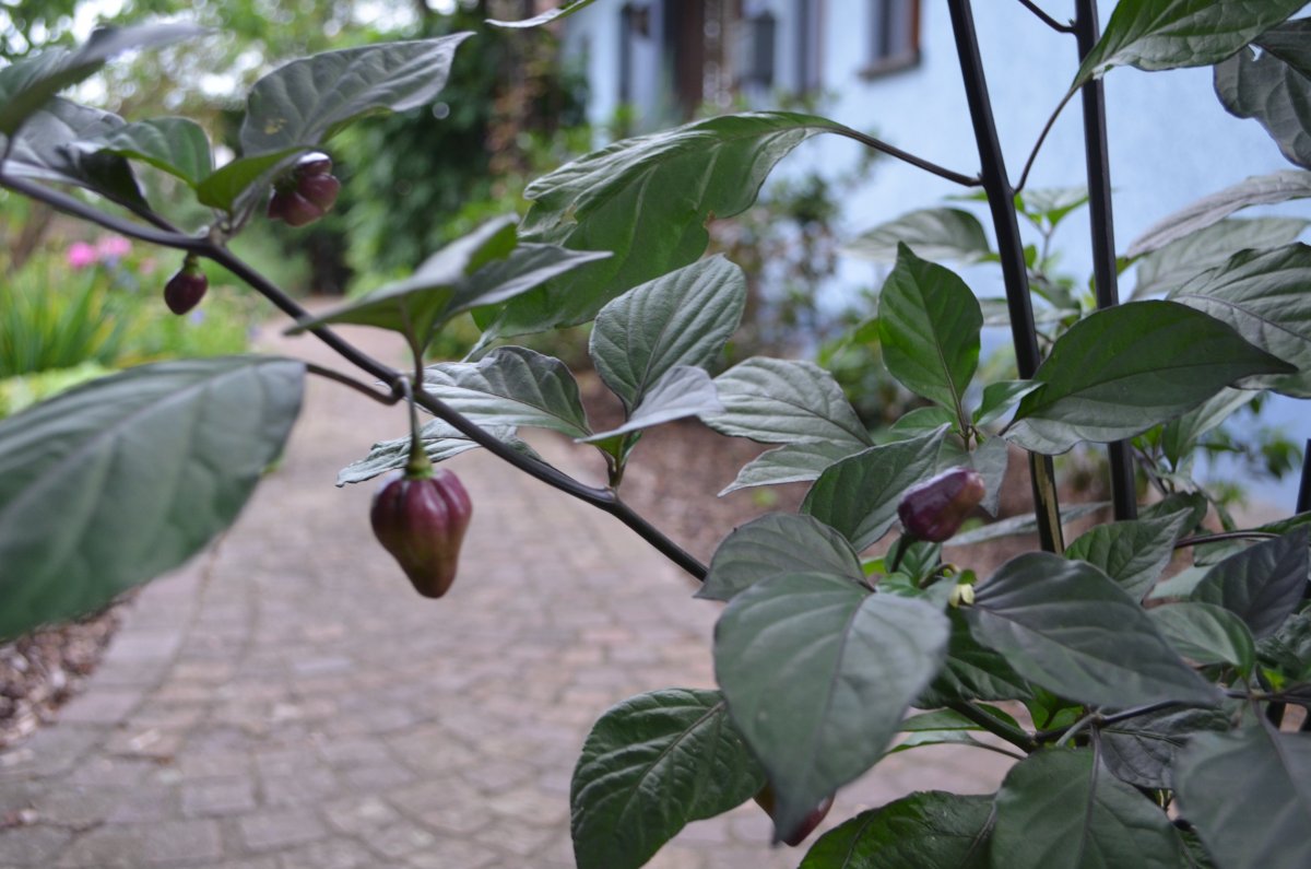 DSC_8760.JPG