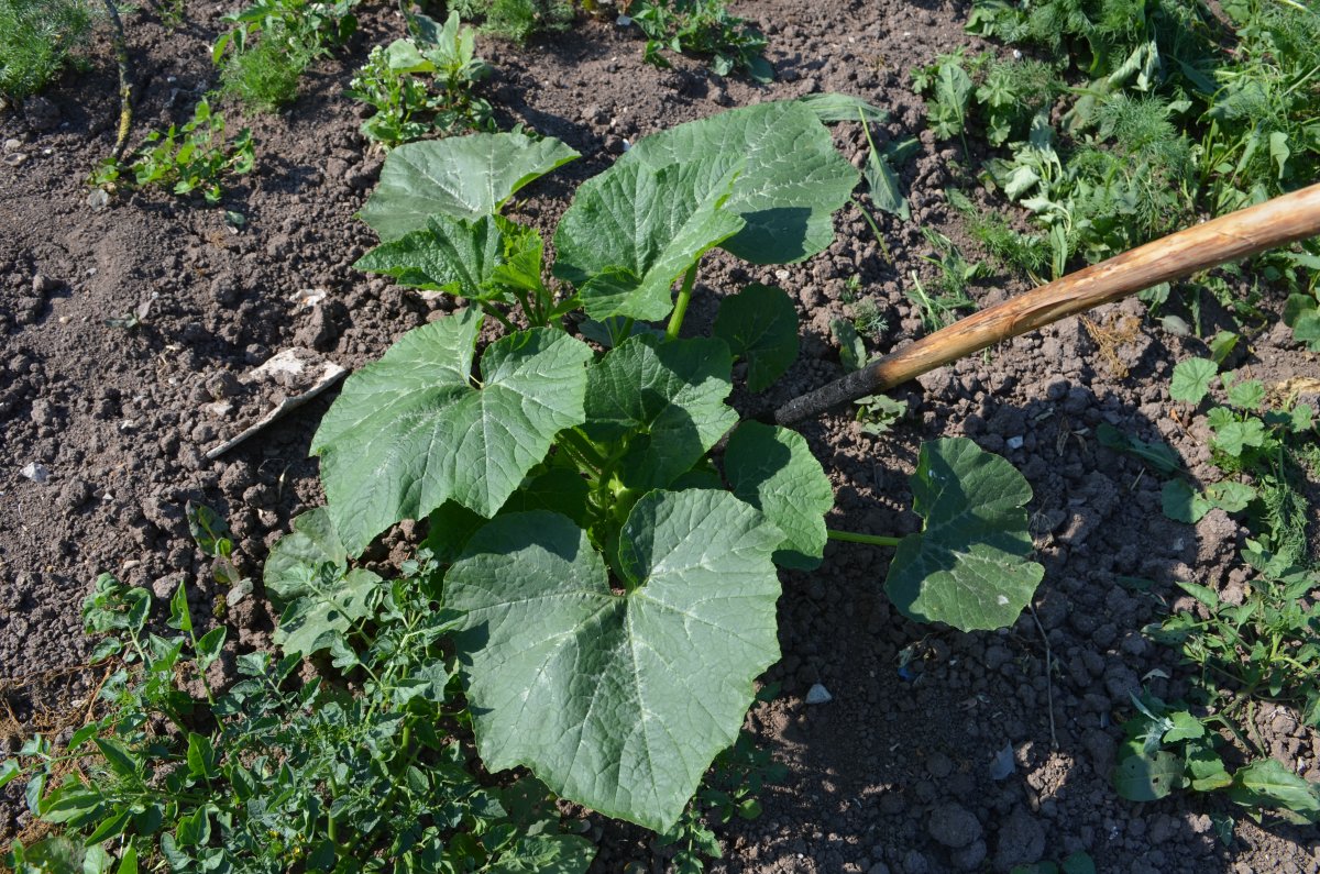 DSC_8763.JPG