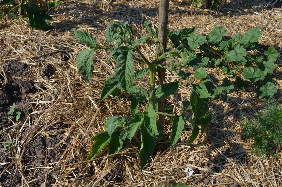 DSC_8776.JPG