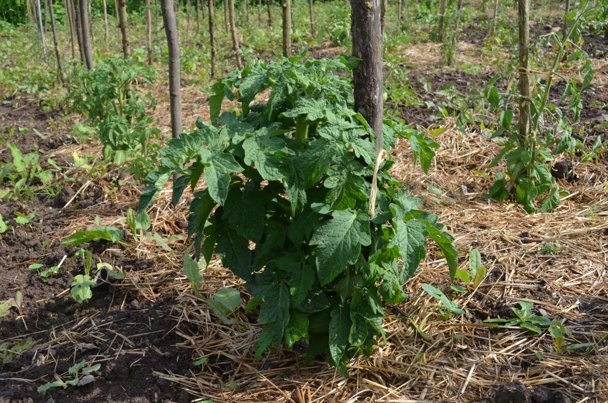 DSC_8789.JPG