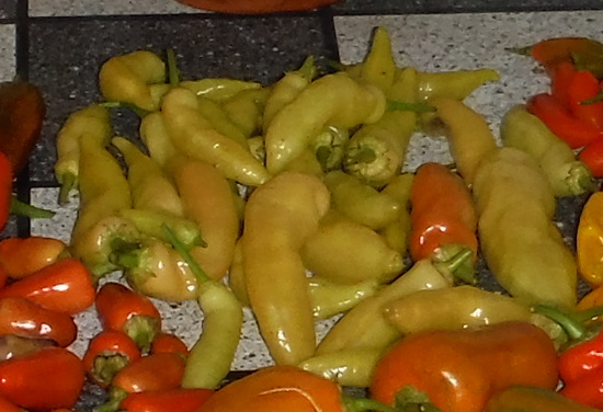 DSCF0862.JPG