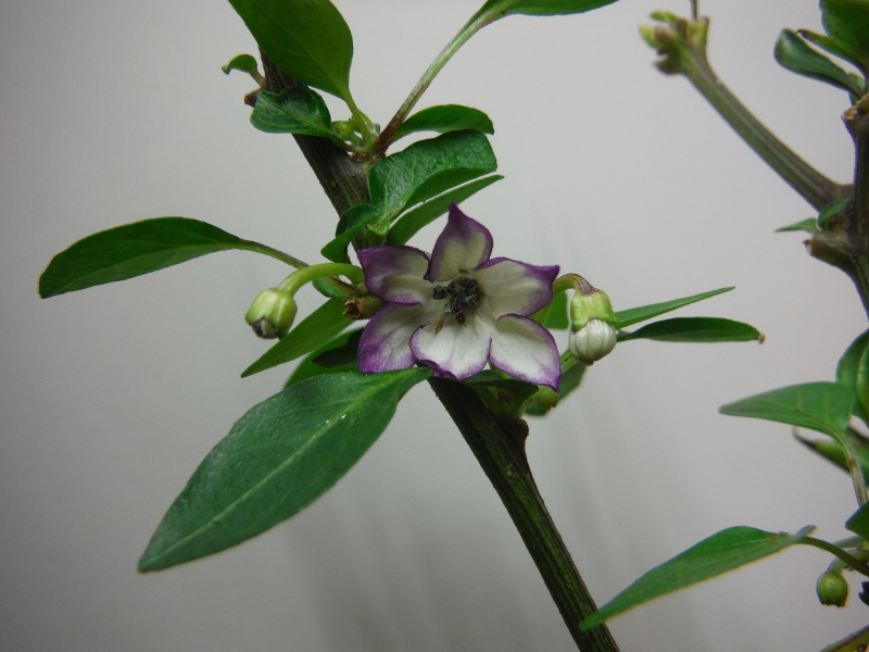 DSCF1516.JPG