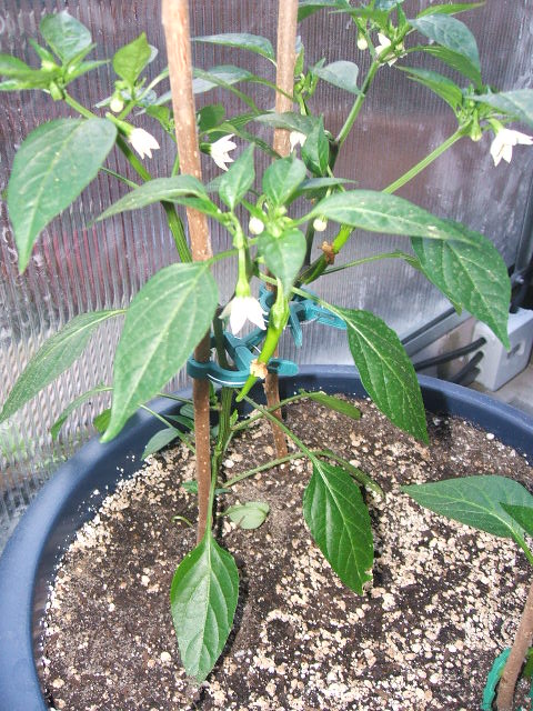 DSCF2725.JPG