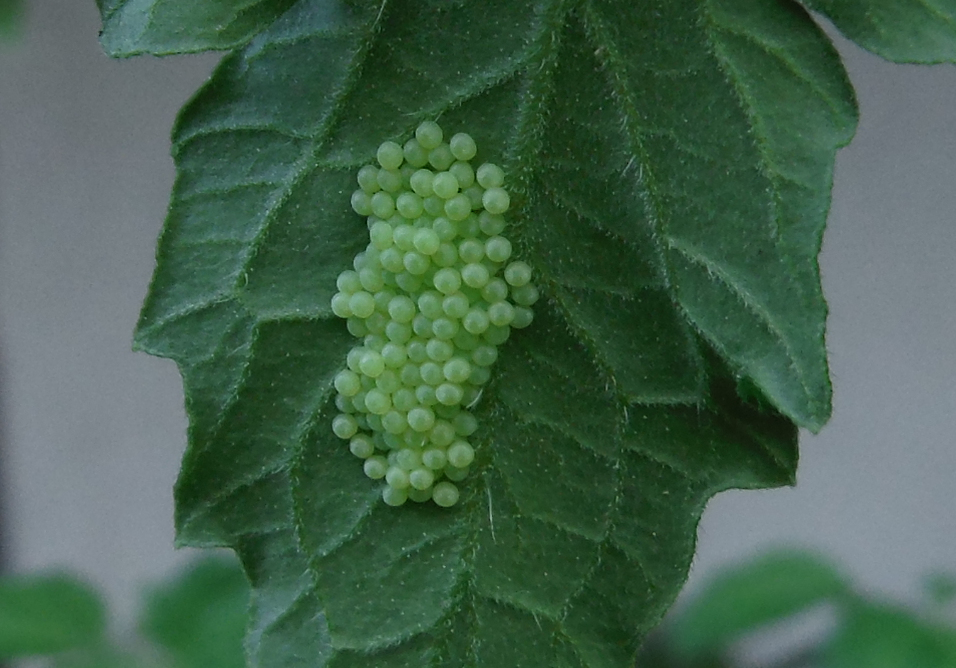 DSCF3583vergr.JPG