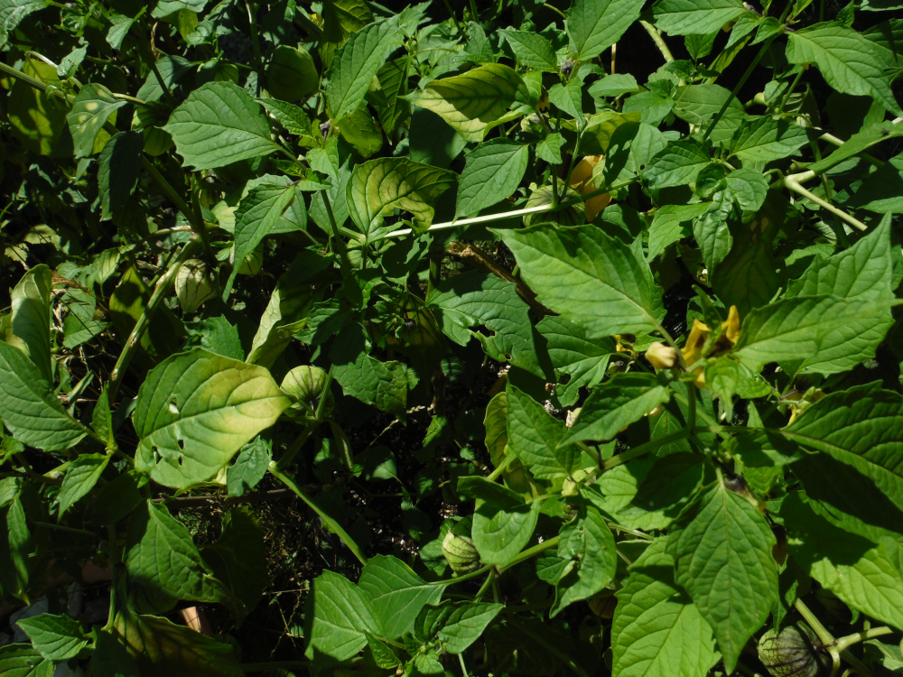 DSCF3805.JPG