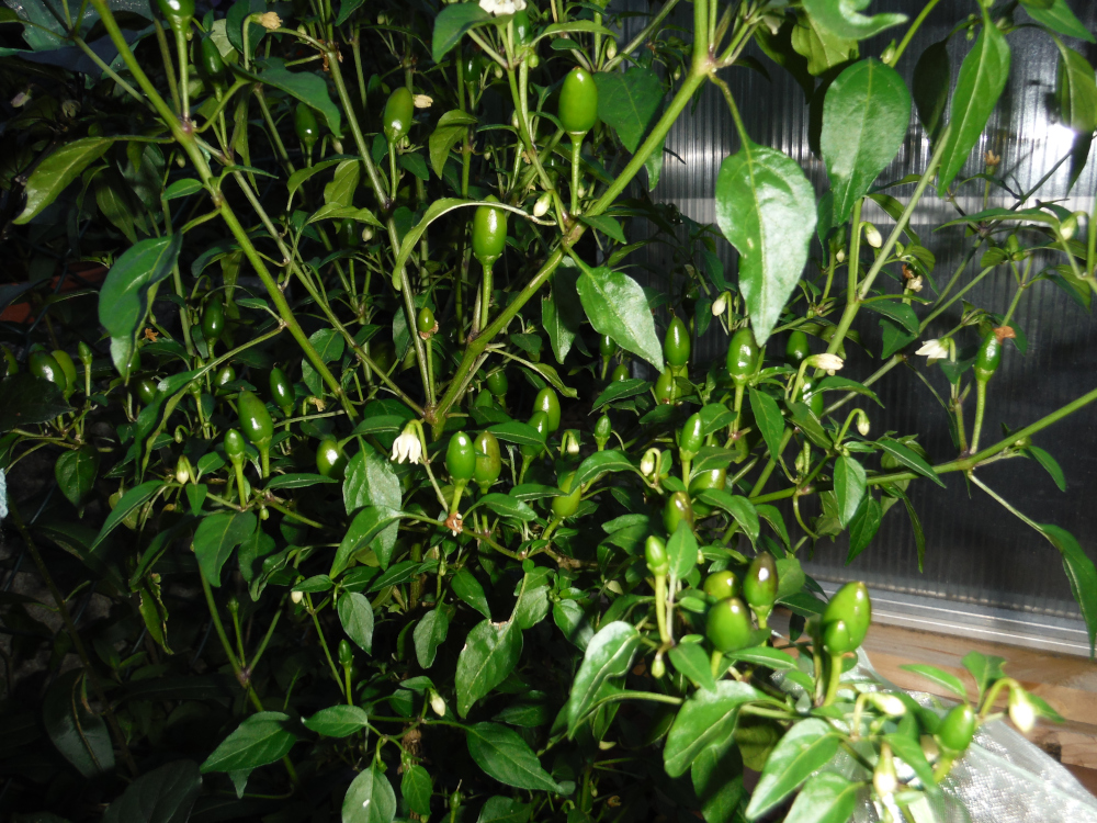 DSCF3943.JPG