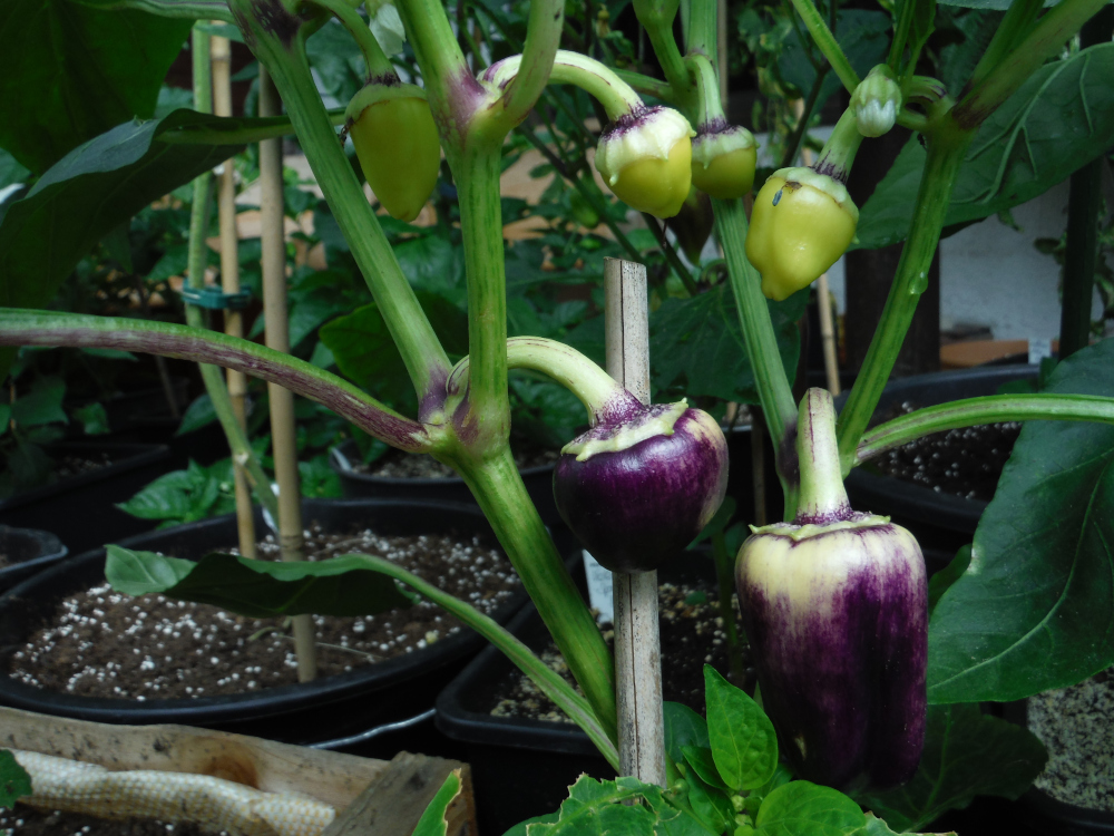 DSCF4388.JPG