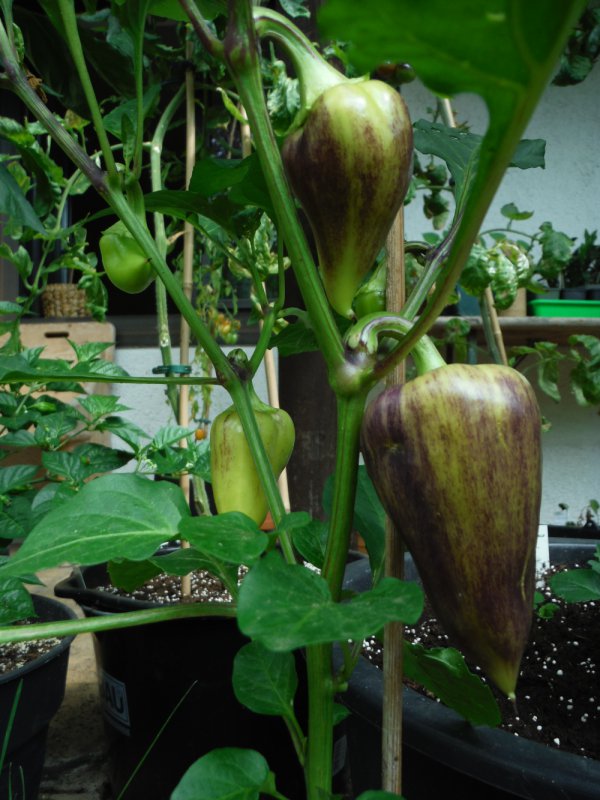 DSCF4392.JPG