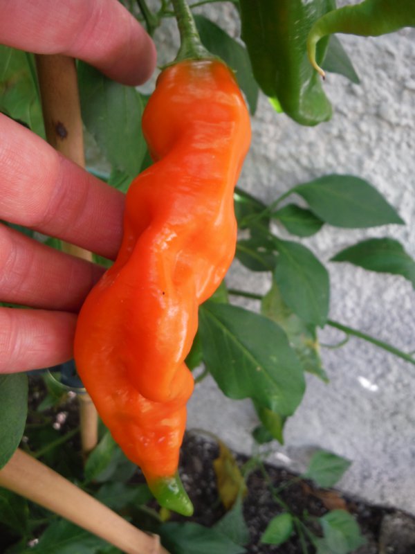 DSCF4716.JPG