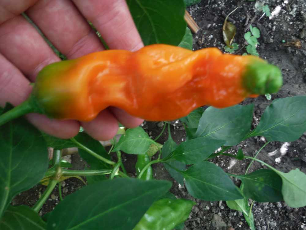 DSCF4717.JPG