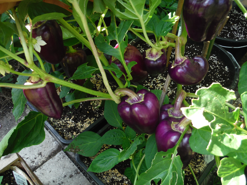 DSCF4758.JPG