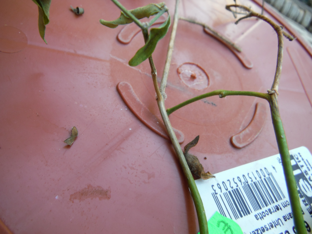 DSCF5428.JPG