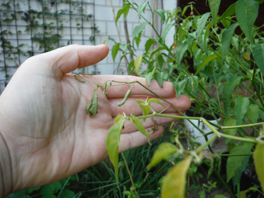 DSCF5708.JPG