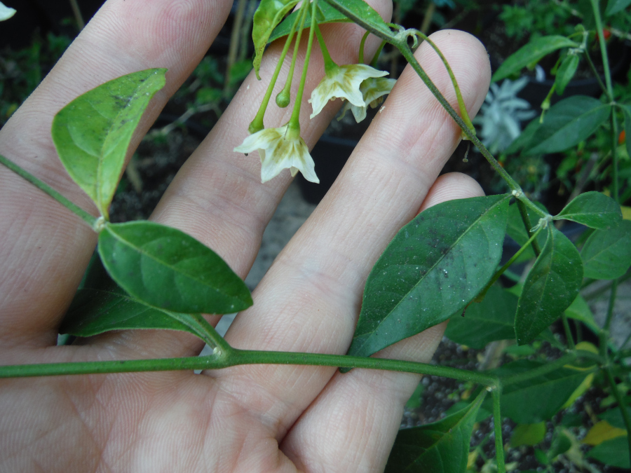 DSCF5709.JPG