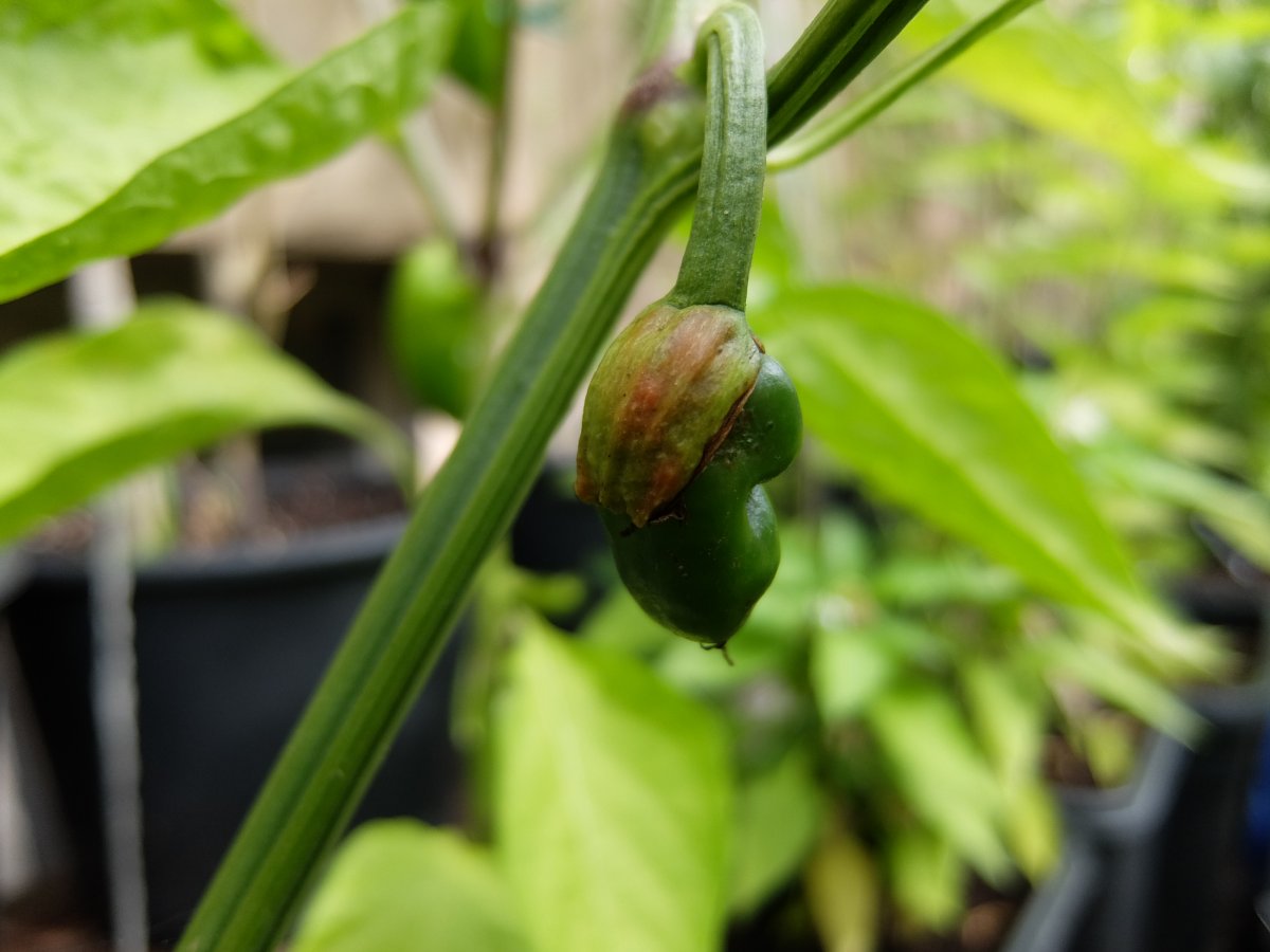 DSCF7615.JPG