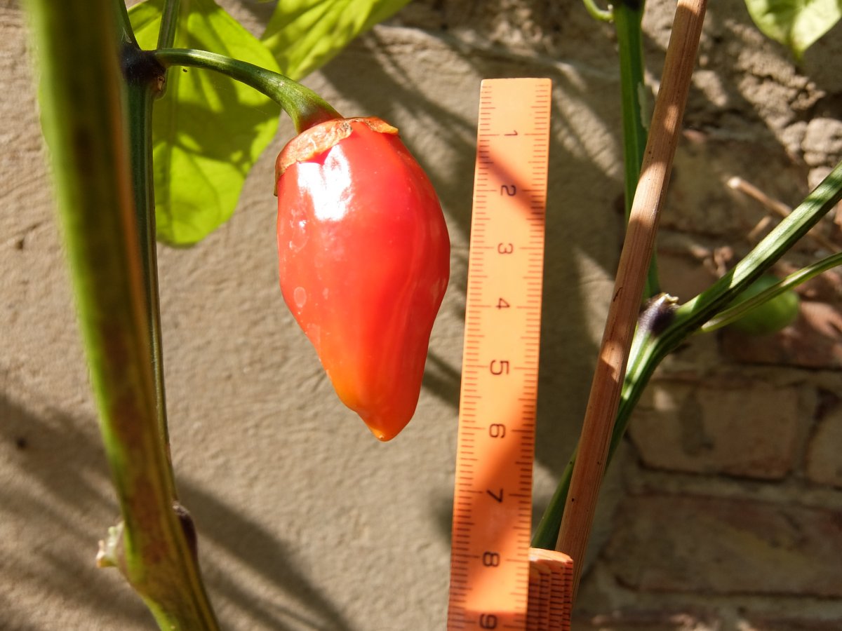 DSCF7652.JPG