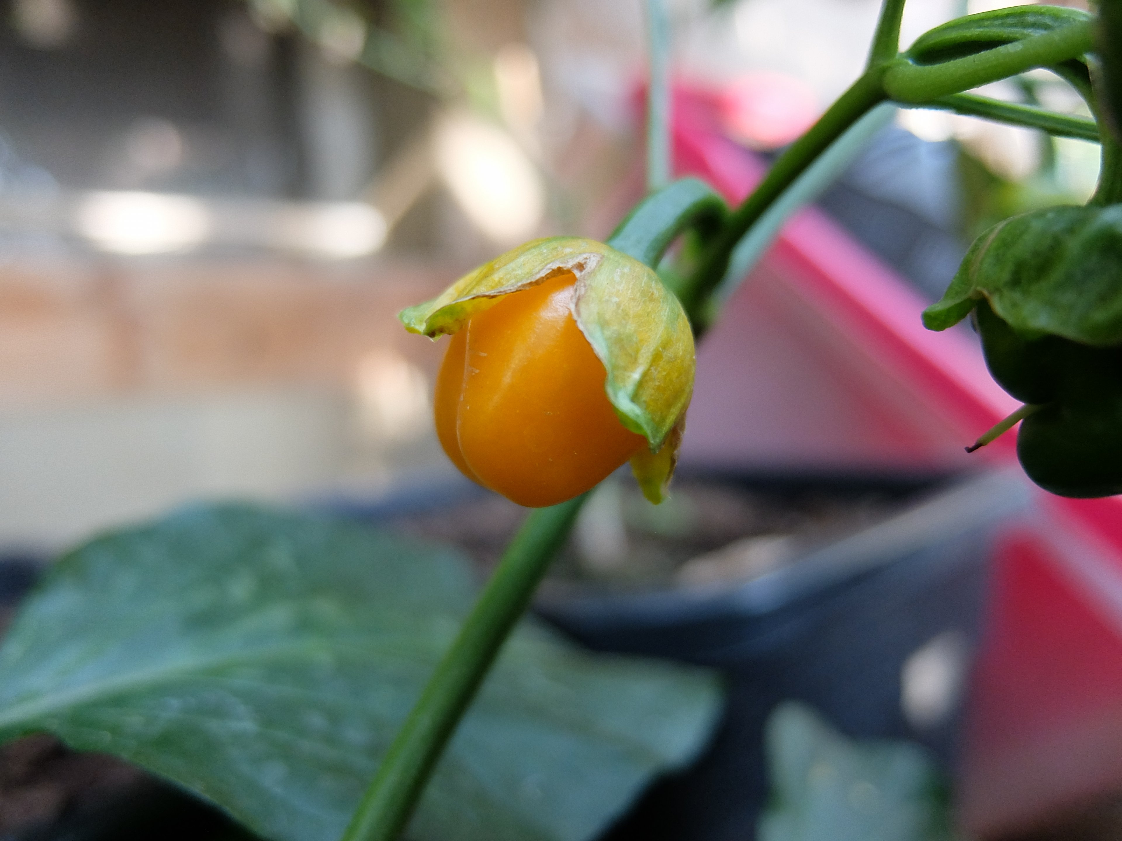 DSCF7738.JPG
