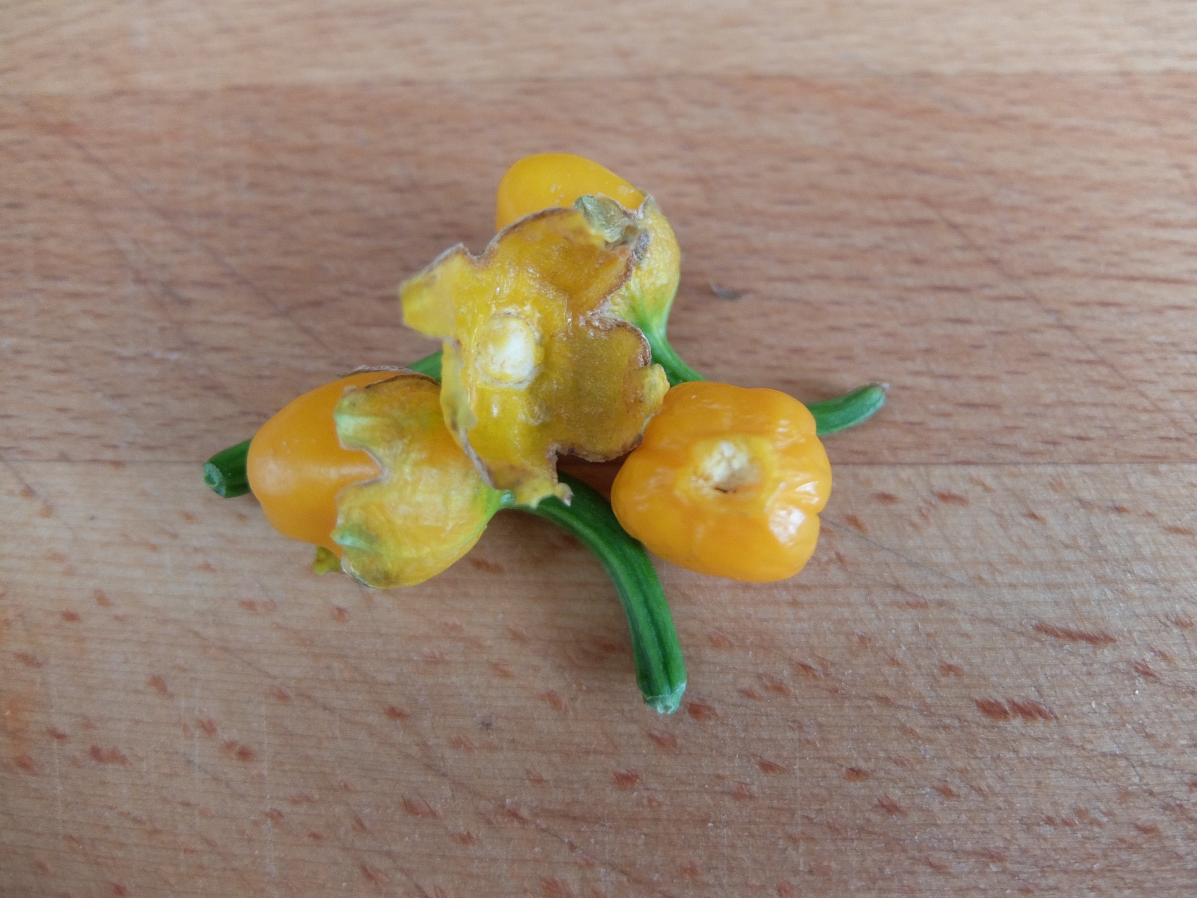 DSCF7778.JPG