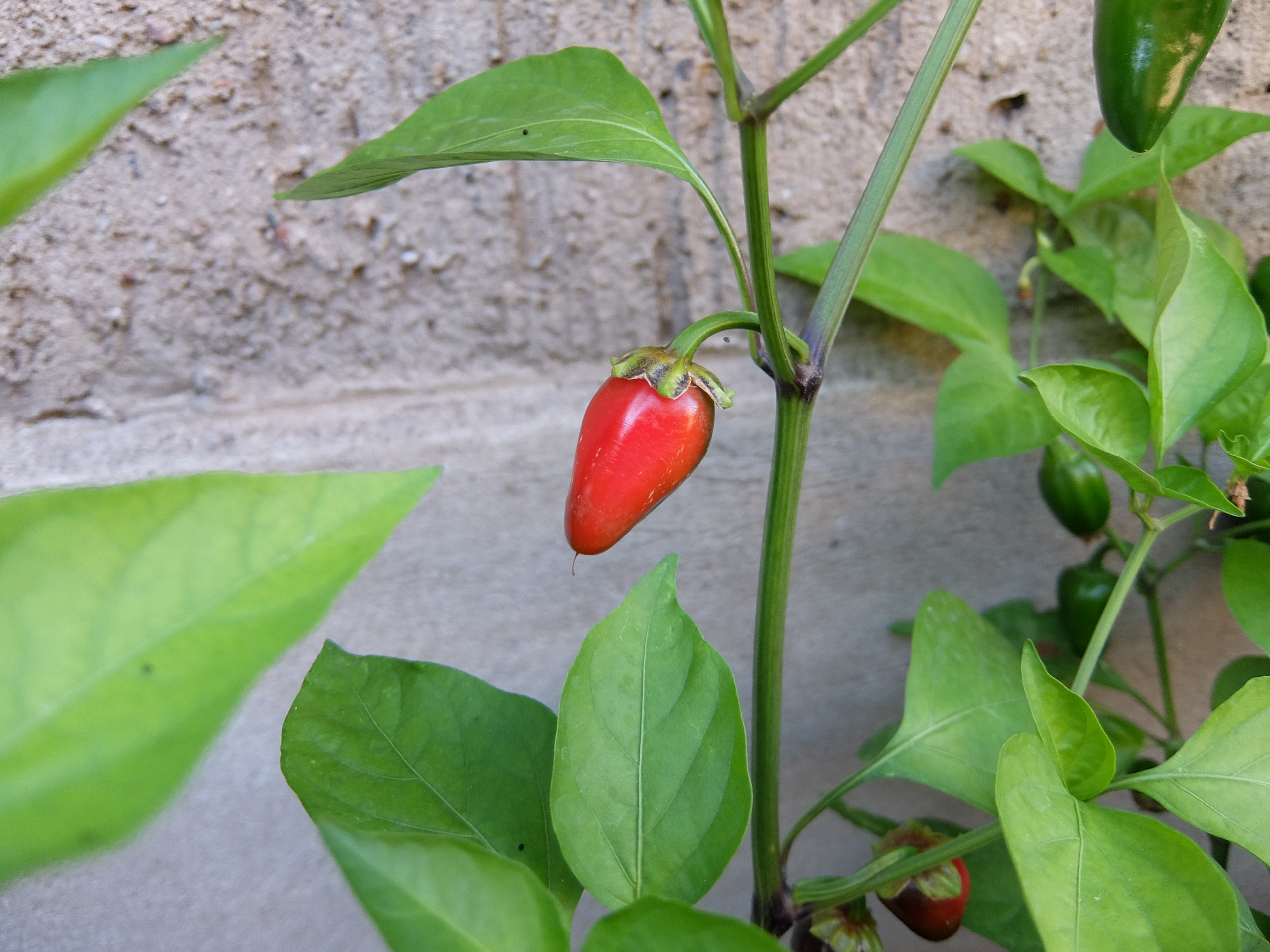 DSCF7793.JPG