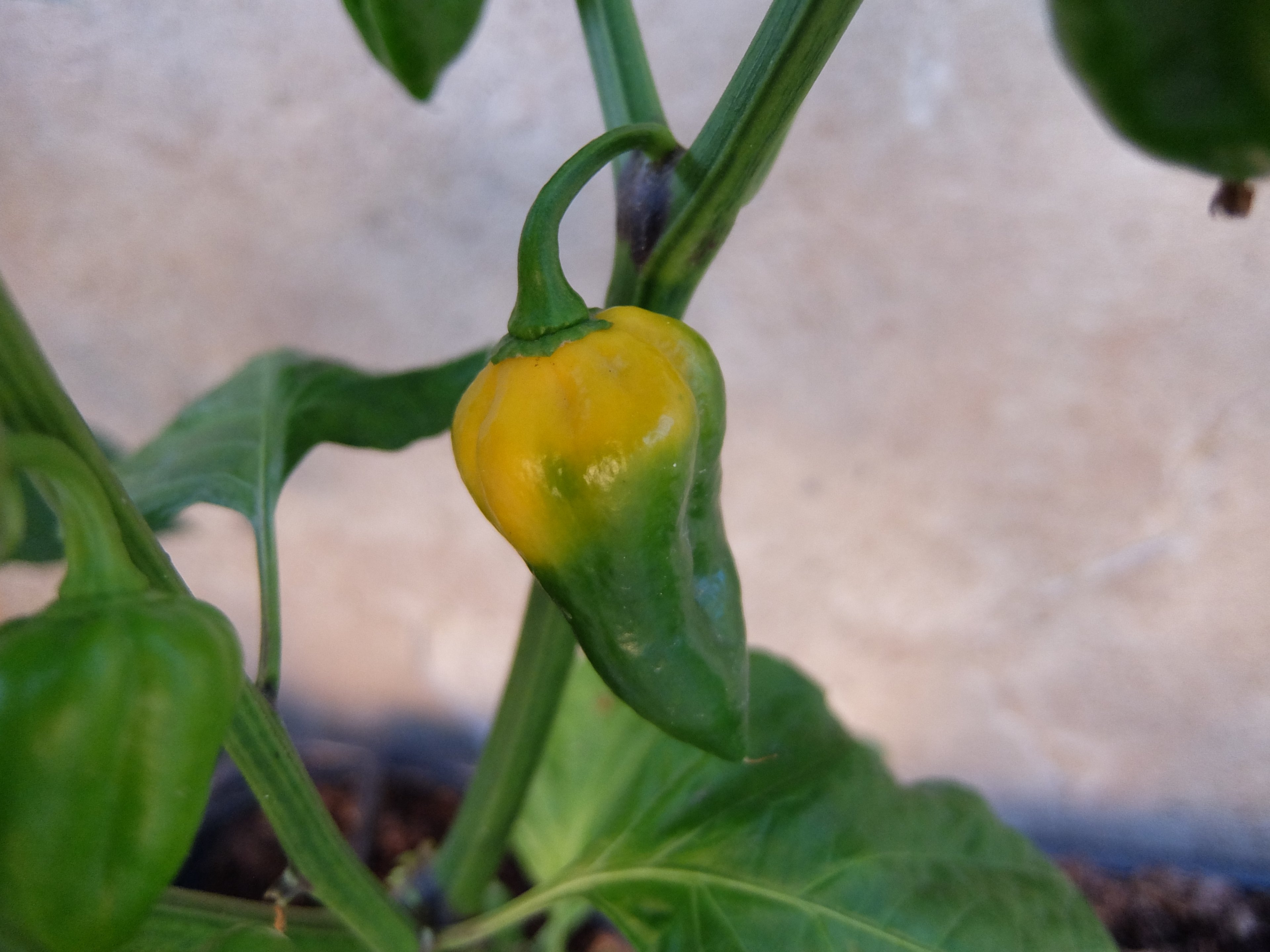 DSCF7797.JPG