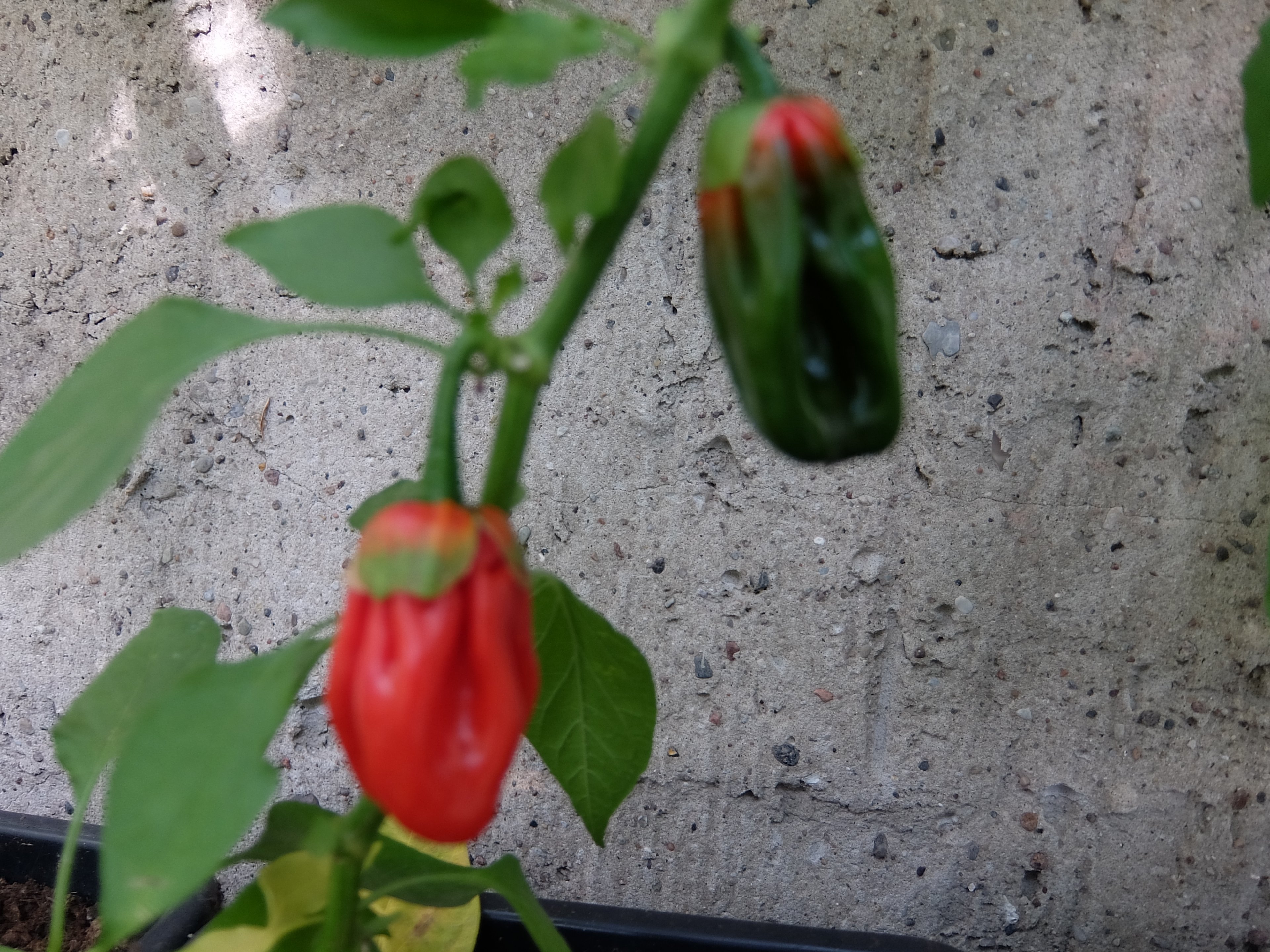 DSCF7801.JPG