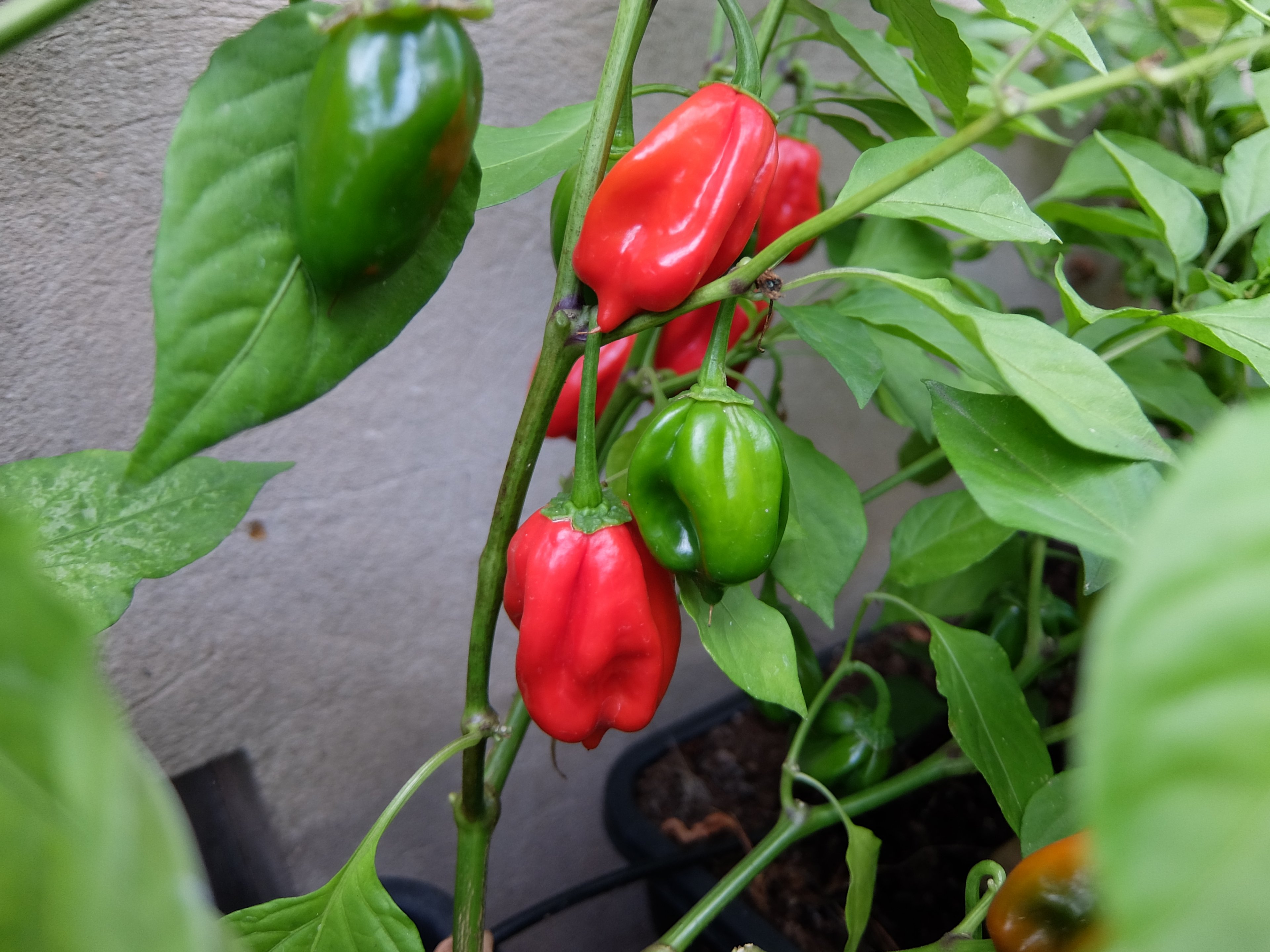DSCF7804.JPG