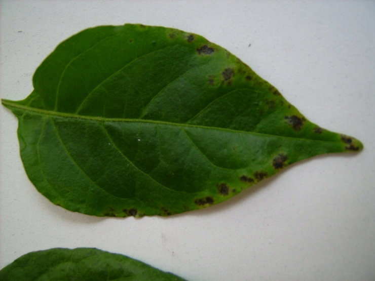 dsci0170.jpg