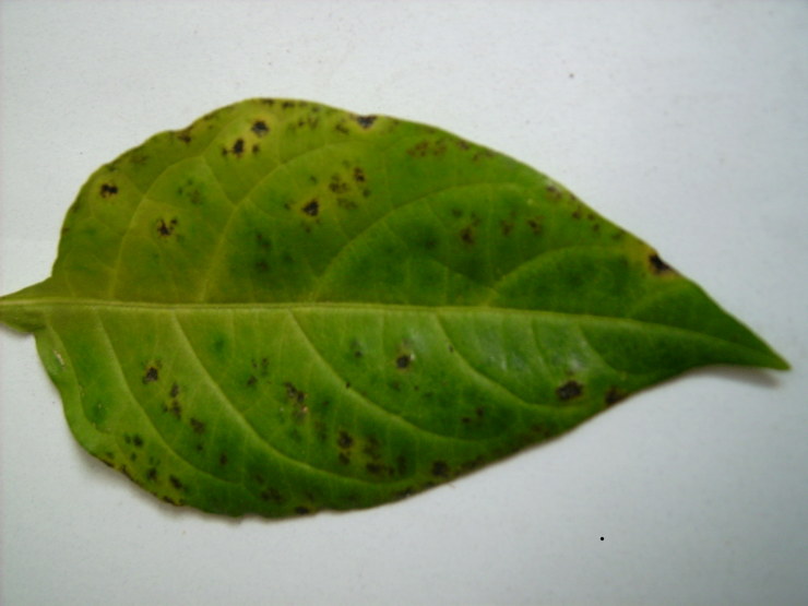 dsci0178.jpg
